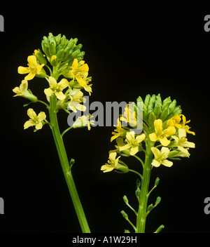 Le cresson d'hiver Barbarea vulgaris capitules Banque D'Images