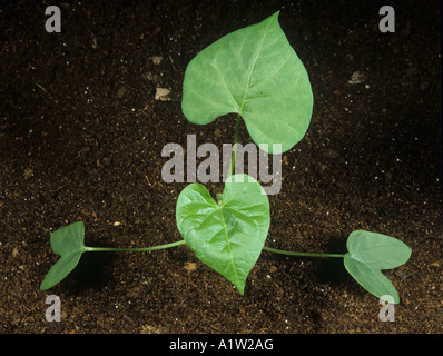 Purple morning glory Ipomoea purpurea seedlind avec deux feuilles vraies mauvaises herbes Banque D'Images