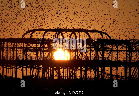 Les étourneaux se percher sur le squelette de Burnt Out West Pier de Brighton Banque D'Images