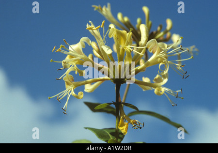 Honeysuckle Lonicera periclymenum flower against blue sky Banque D'Images