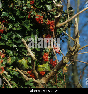 Bryony Tamus communis noir fruits rouges mûrs venimeux sur souche d'arbre recouvert de lierre Banque D'Images