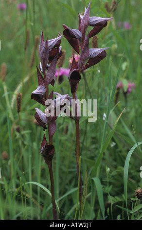 Orchidée Serapias lingua langue maternelle dans une prairie en fleurs asturien Banque D'Images