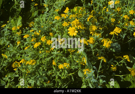 Marigold Chrysanthème segetum maïs plante en pleine floraison Banque D'Images