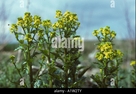 Le cresson d'hiver Plantes Barbarea vulgaris la floraison sur la masse des déchets Banque D'Images