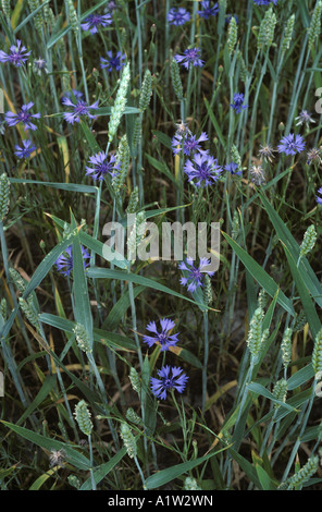 Le bleuet Centaurea cyanus floraison dans une récolte de blé en épi Banque D'Images