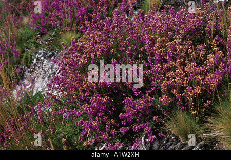 Bruyère cendrée Erica cinerea en fleur sur Devon moorland Banque D'Images