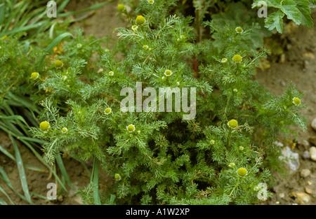 Mauvaises herbes ananas Chamomilla suaveolens en fleur Banque D'Images