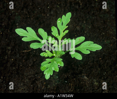 La petite herbe à poux Ambrosia artemesiifolia avec quatre vraies feuilles des plantules Banque D'Images