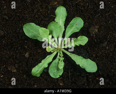 Crepis capillaris lisse hawksbeard rosette de feuilles des plantes jeunes Banque D'Images