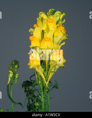 Linaria vulgaris linaire jaune fleur Banque D'Images