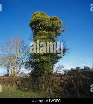 Un arbre lourd de Hedera helix lierre grimpant en automne Banque D'Images