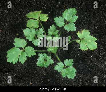 La renoncule rampante Ranunculus repens les jeunes feuilles des plantes Banque D'Images