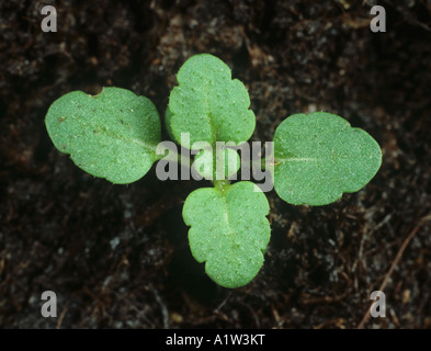 Mur de speedwell Veronica arvensis plantule à quatre vraies feuilles Banque D'Images