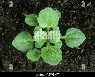 Mur de speedwell Veronica arvensis young plant Banque D'Images