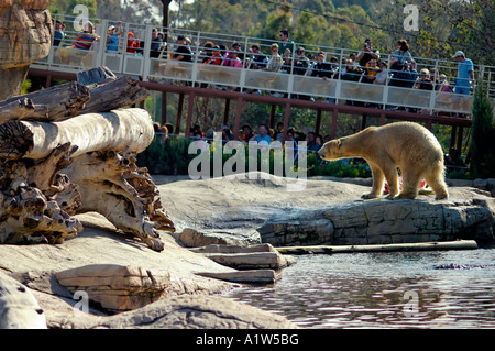 Stock photo d'un Ours blanc Ursus maritimus et autobus de tournée au Zoo de San Diego San Diego California USA Banque D'Images