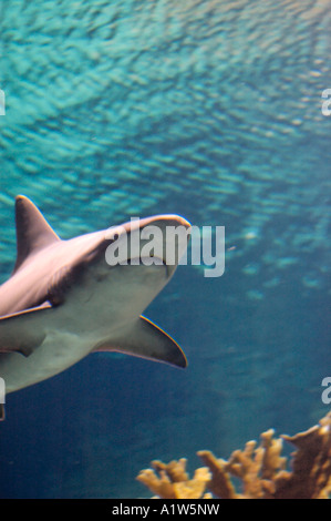 Dans le requin Scott royaumes de la Sea Aquarium Zoo Henry Doorly Omaha Nebraska USA Banque D'Images
