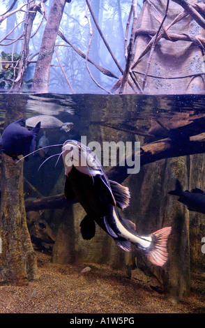 Catfish Phractocephalus hemioliopterus Redtail Zoo Henry Doorly Omaha Nebraska USA Banque D'Images