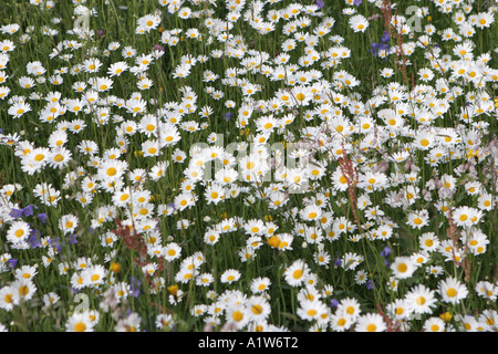 Domaine de marguerites dans les Alpes Suisse Banque D'Images