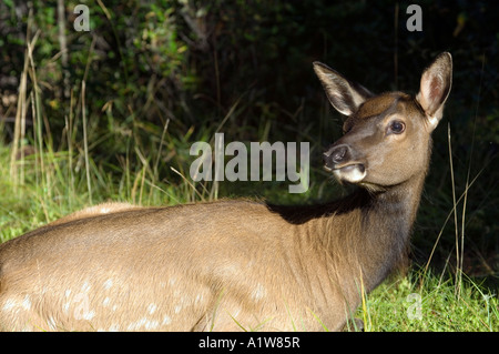 Elk resting Jasper National Park, Alberta, Canada Banque D'Images