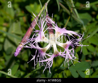 Dianthus Superba Banque D'Images