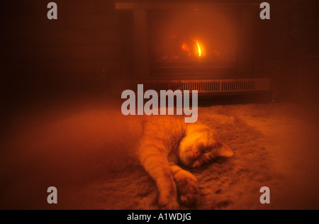 Ginger Tom Cat,couché endormi devant un feu de gaz chaud. Banque D'Images