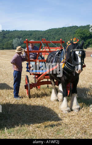 Shire Horse et un chariot, Powderham, Devon, Angleterre. Banque D'Images