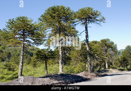 Arbres monkey puzzle (Araucaria araucana) dans l'antique Forêt Parc National Lanin, Argentine, décembre Banque D'Images