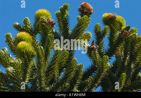 Monkey Puzzle (Araucaria araucana) branches avec des cônes de roulement de graines femelle, Lanin N.P., l'Argentine, l'Amérique du Sud, décembre Banque D'Images