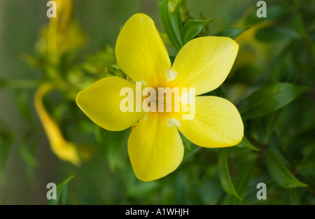 Trompette d'or (Allamanda cathartica) flower close-up Malaisie Banque D'Images