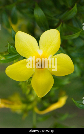Trompette d'or (Allamanda cathartica) gros plan de la fleur : Malaisie Banque D'Images