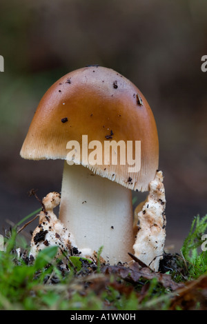 Grisette fauve Amanita fulva automne East Anglia Banque D'Images