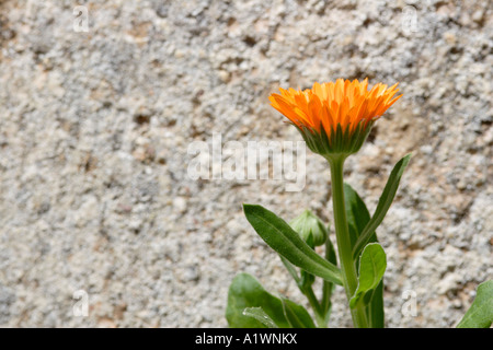 English souci officinal (Calendula officinalis), France Banque D'Images