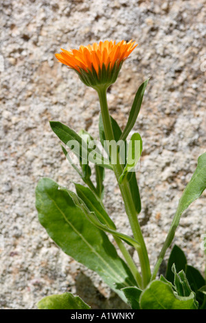 English souci officinal (Calendula officinalis), France Banque D'Images