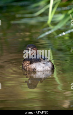 Grèbe castagneux Tachybaptus ruficollis au bord d'un étang Banque D'Images