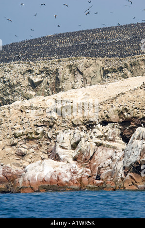 Un paysage de la faune sur les îles Ballestas dans la réserve nationale de Paracas, au Pérou. Banque D'Images