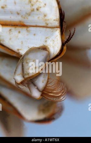 L'oie commune d'anatifes Lepas anatifera Linnaeus dans l'eau d'alimentation montrant un net échoués sur la plage de Cornouailles Banque D'Images