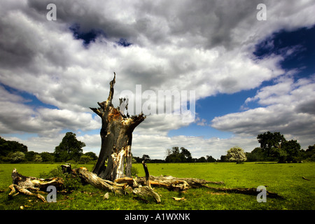 Horsham, Sussex de l'Ouest. Arbre mort dans un champ, après avoir été frappé par la foudre Banque D'Images