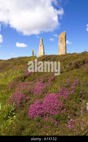 dh ANNEAU DE BRODGAR ORKNEY Pierre debout néolithique cercle et site d'âge de bronze de bruyère violet Banque D'Images