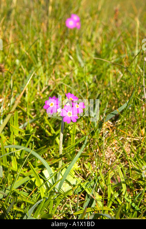 Dh Primula Scotica UK PRIMROSE Primrose écossais fleurs Orkney Ecosse Banque D'Images