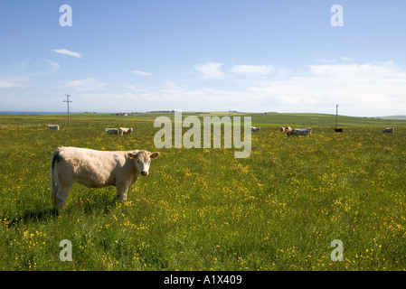 Dh l'élevage des vaches de l'élevage des animaux de pâturage troupeau dans buttercup grass field Banque D'Images