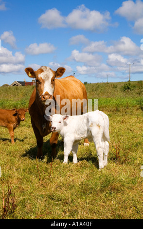 dh veaux de boeuf VACHES Royaume-Uni jeune né blanc veau Avec mère ferme animal domestique mignon bébé vache croix Ecosse deux vaches Banque D'Images