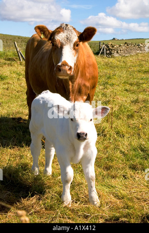 dh bovins de boucherie veaux croiser VACHES DE BOUCHERIE animaux de FERME du Royaume-Uni Ferme animal mignon blanc veau avec mère bétail bétail Banque D'Images