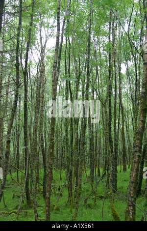 Scieries de feuillus Banque D'Images