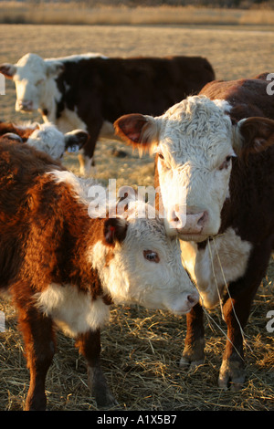 Vaches qui paissent à Neptune de fermes à Salem County New Jersey Banque D'Images