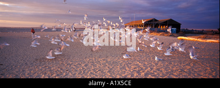 Mouettes oiseaux sur un coucher du soleil sunrise beach New England Madison Wisconsin usa united states Banque D'Images