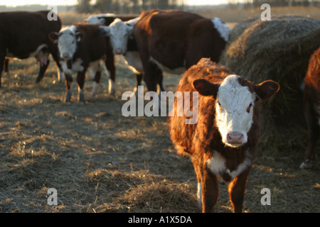 Vaches qui paissent à Neptune de fermes à Salem County New Jersey Banque D'Images