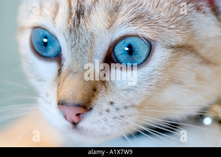 Blue-eyed snow-spotted chatons Banque D'Images