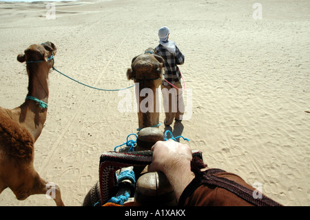 Visite guidée de chameaux dans l'oasis de Douz en Tunisie, Sahara Banque D'Images