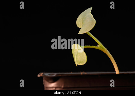 En réponse phototropique, phototropisme Raphanus seedling Banque D'Images