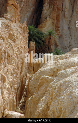 Dans la gorge de Chebika oasis dans l'Atlas Saharien, Tunisie Banque D'Images